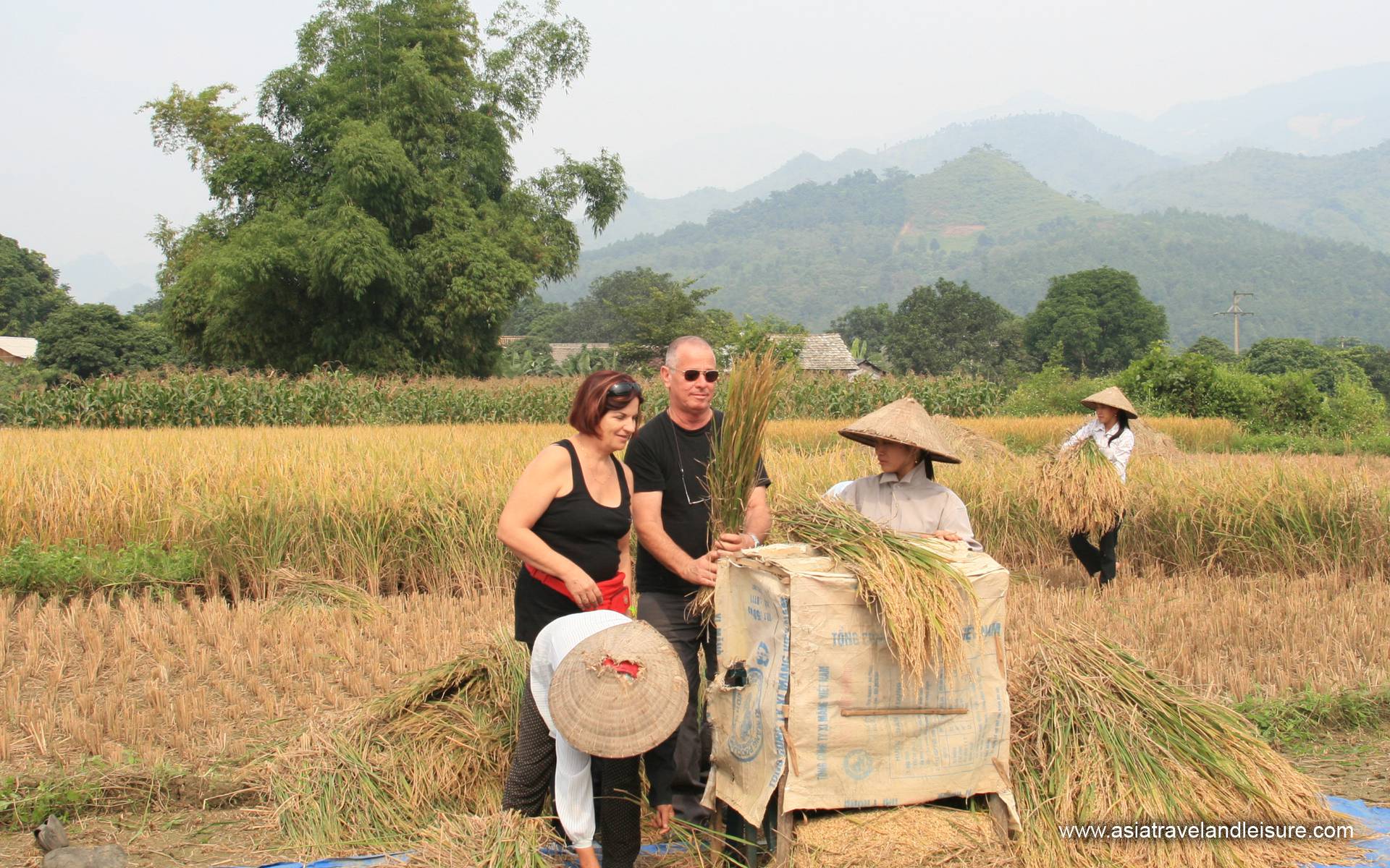 rice paddy in sapa