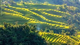 Terraced rice fields in Hoang Su Phi, Ha Giang
